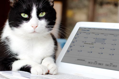 Cool cat checks calendar
